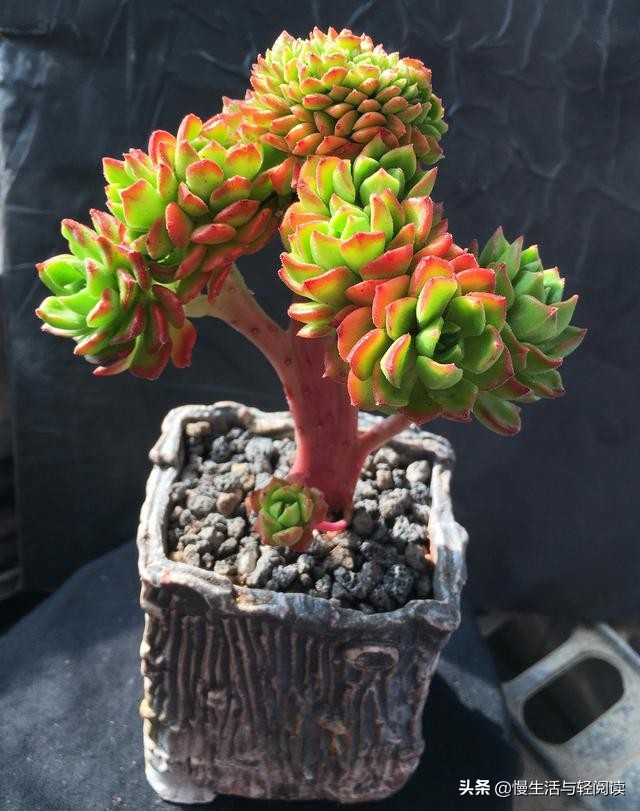 慢生活轻小说免费阅读,慢生活轻阅读