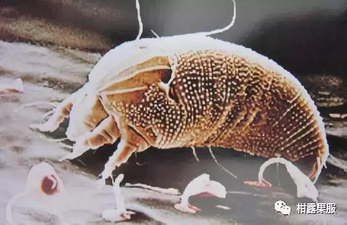 柑橘的常见病虫害和预防方法,柑橘新叶卷曲是什么虫害如何防治