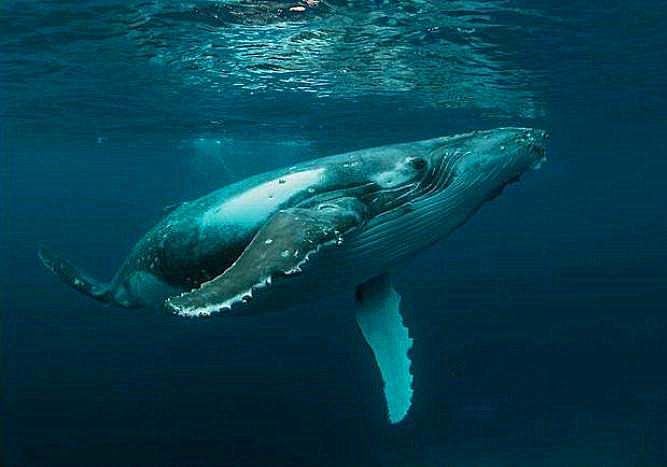 鲸是如何吃奶的,鲸鱼怎么哺乳的动画
