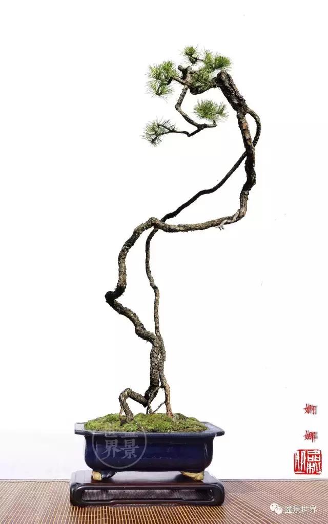 根艺盆景大全欣赏,文人根艺盆景精品大全图