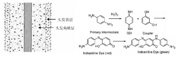 你知道吗古代的染发,古人染发有几种颜色