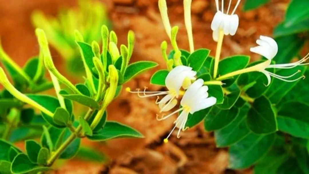 金银花如何养成盆景,金银花的造型盆景