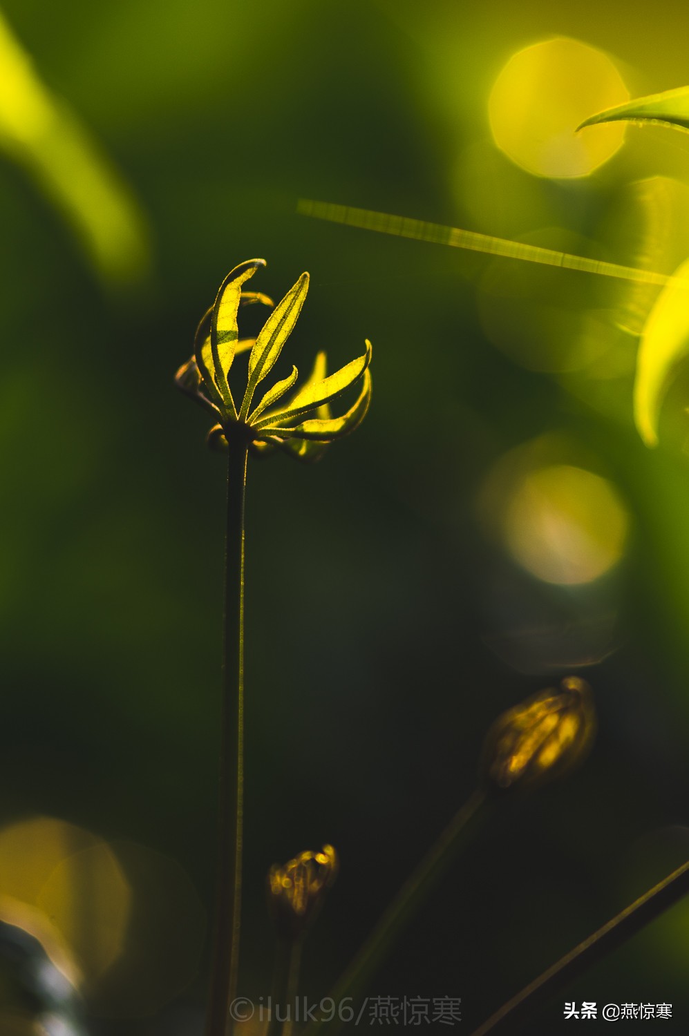 理光镜头和宾得通用吗,宾得理光图片大全