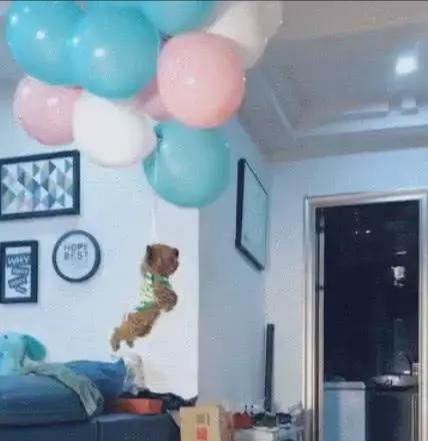 泰迪狗狗劝退行为视频,泰迪怼天怼地怼空气还咬人