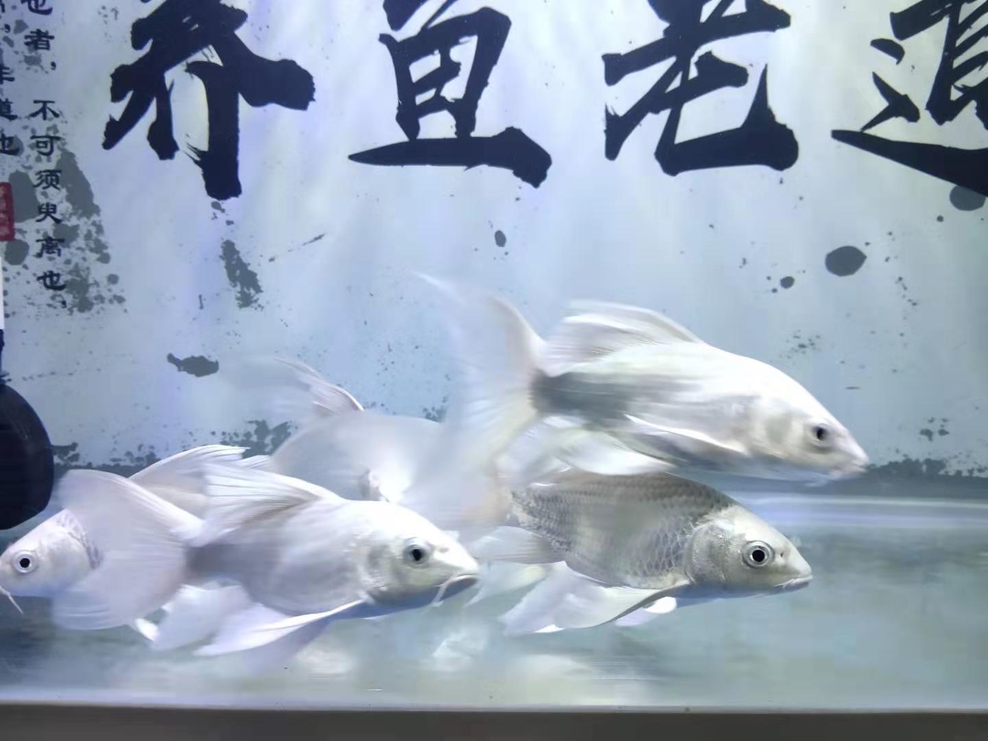 鱼友养的蝴蝶鲤,鱼友死过最贵锦鲤