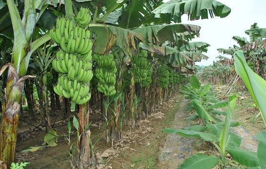 作物磷酸二氢钾使用方法,磷酸二氢钾在农作物上的使用方法