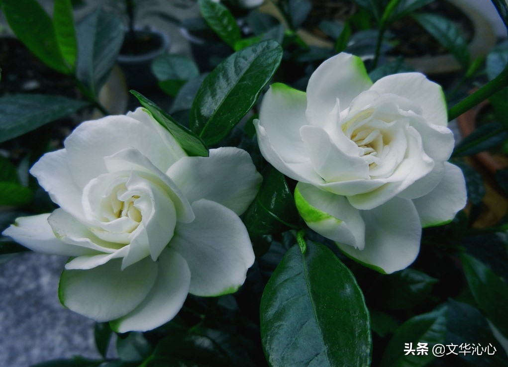 每日原创诗词一首,每日成诗