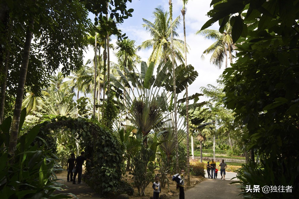 热带植物的百科全书，匪夷所思的植物王国，兴隆热带植物园