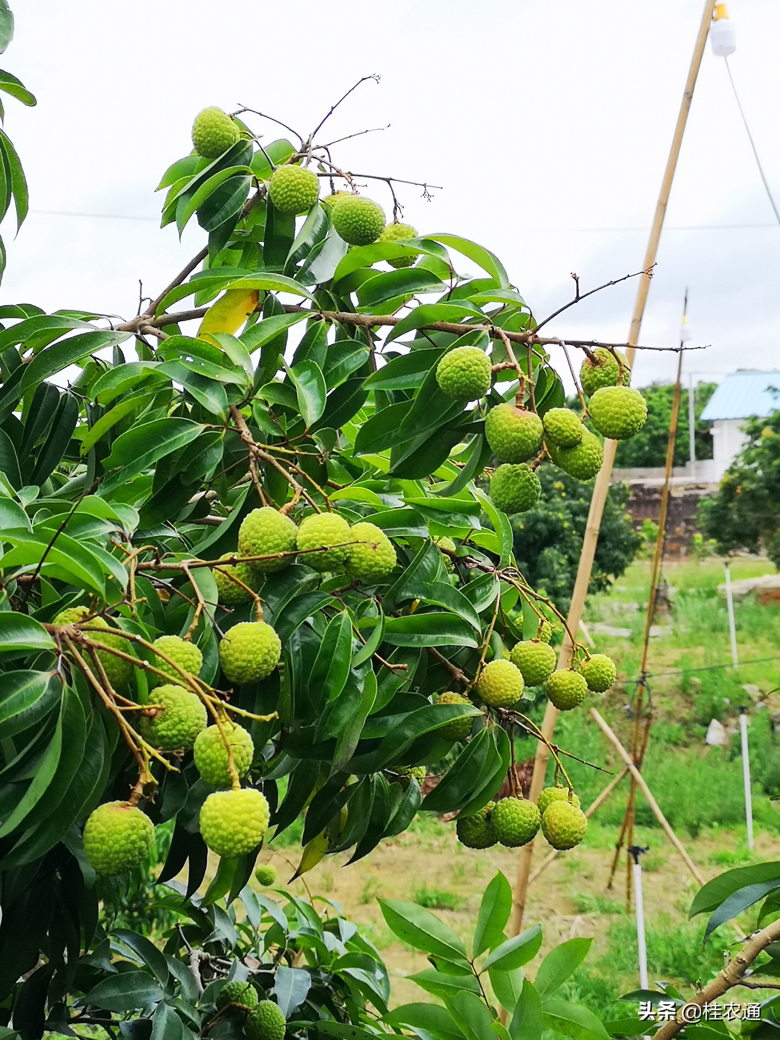 灵山荔枝闻名天下,灵山是荔枝第一县吗