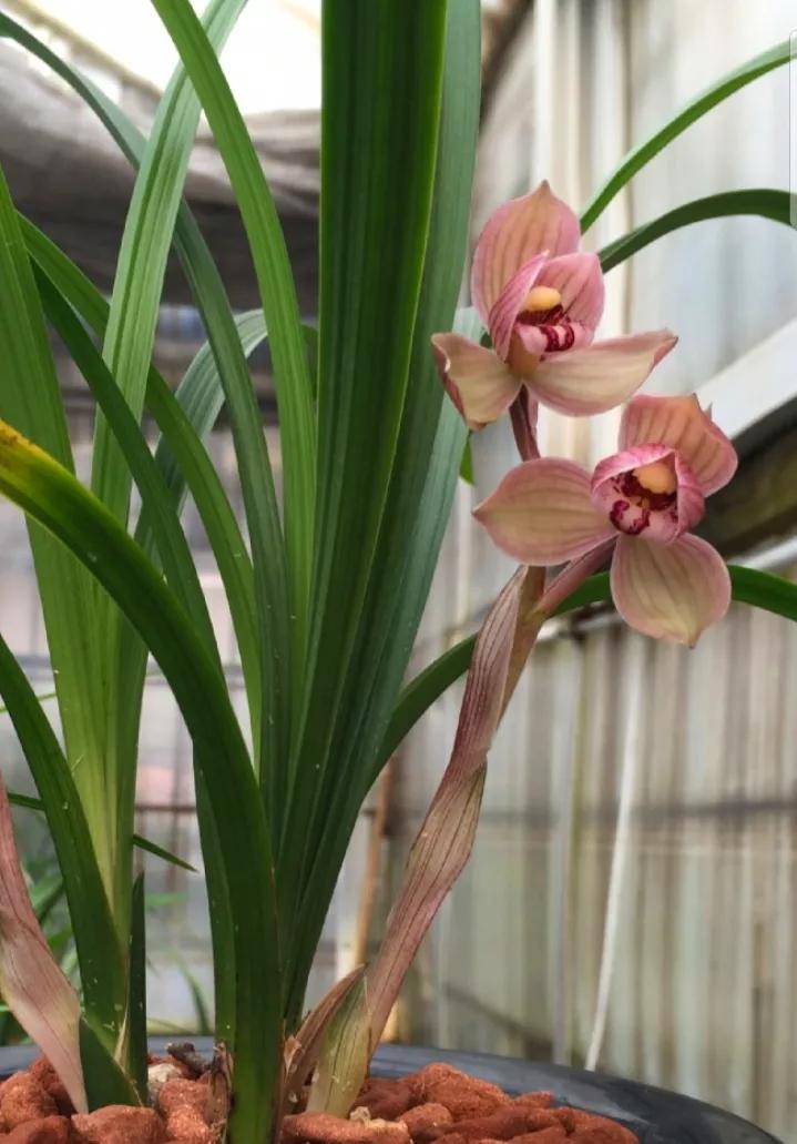 四川雅安早年出产的一颗春剑荷瓣，后来成为花中极品