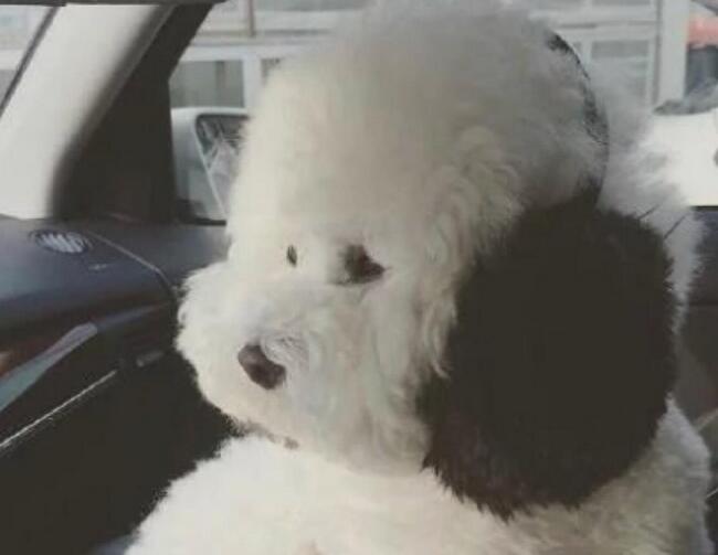 比熊犬体臭解决方法,比熊犬怎么去除异味