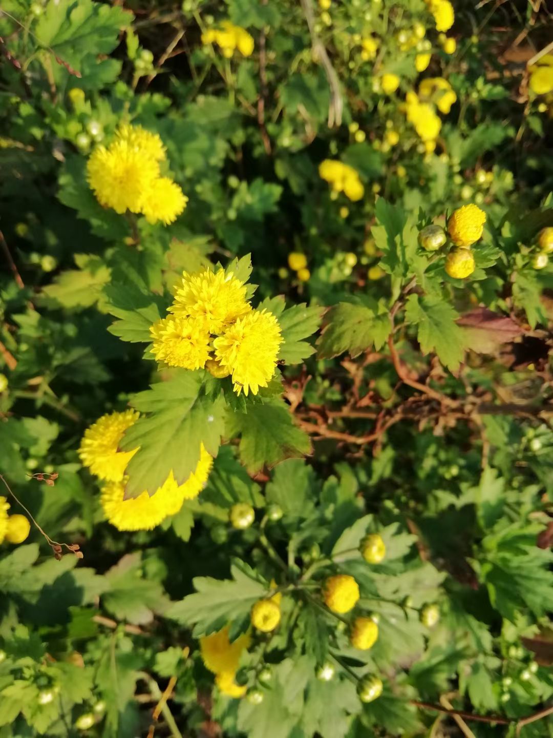 野菊花也有春天,野菊花秋天能播种么