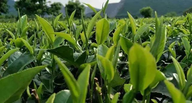 天天洗脚换袜子脚臭怎么办,为啥天天洗脚换袜子穿上鞋脚还臭