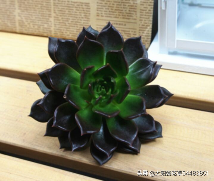 黑王子怎么养护多肉,多肉植物黑王子怎么养护视频讲解