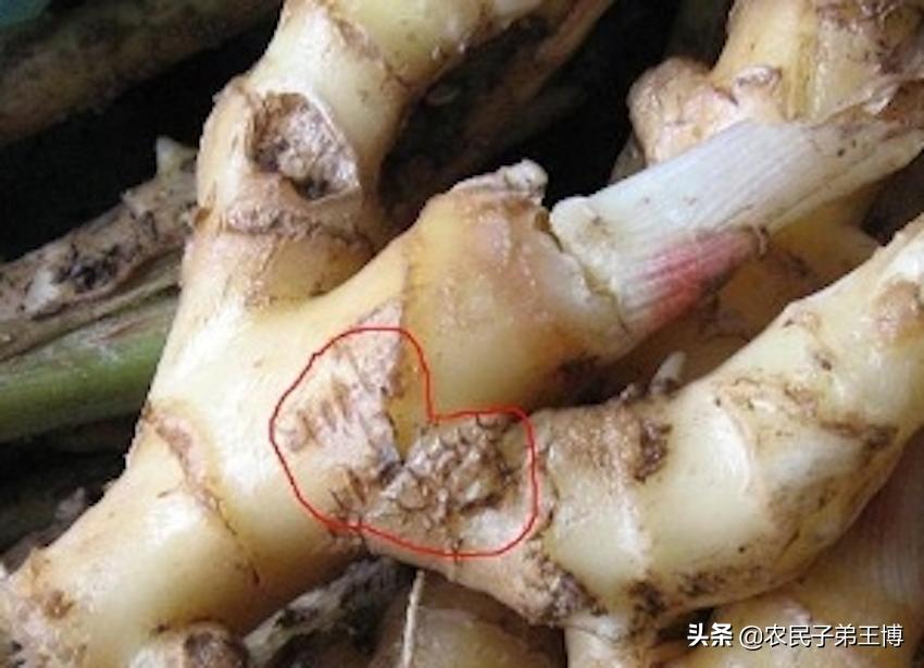 造成大姜癞皮的原因,大姜癞皮病图片