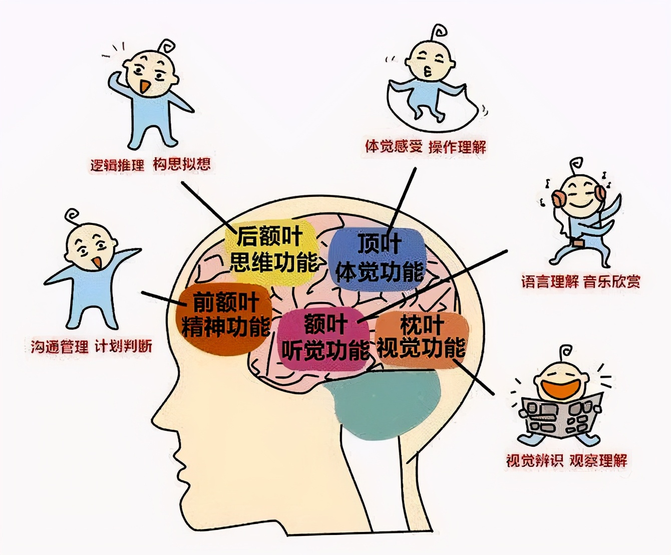 含乳糖酶的乳粉,含乳铁蛋白乳脂球膜的奶粉