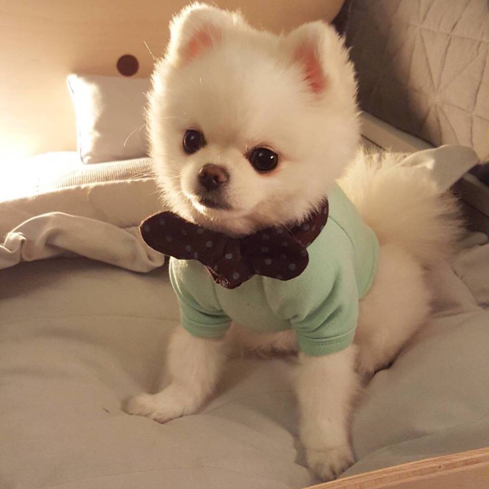 博美犬怎么养才能听话,博美犬为什么不建议养牧羊犬