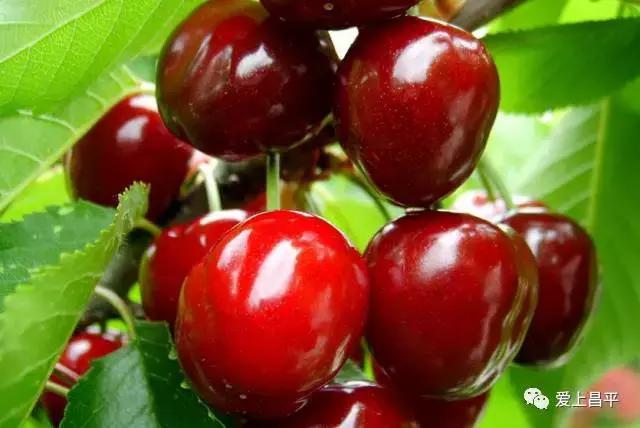 昌平哪里有采摘樱桃的地方,摘樱桃昌平