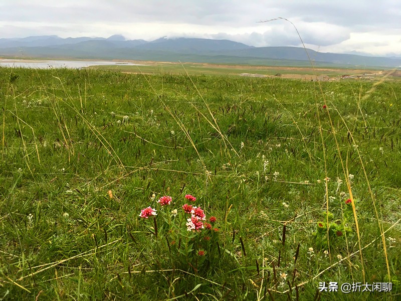 红原若尔盖自驾五日游,甘南若尔盖红原大草原