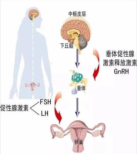 经期运动健身的危害,姨妈快来了可以健身运动吗