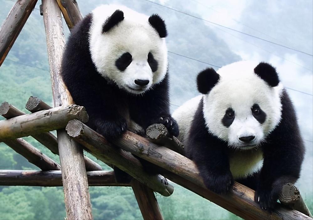 汗血宝马是土库曼斯坦国宝,汗血宝马是土库曼斯坦的国宝