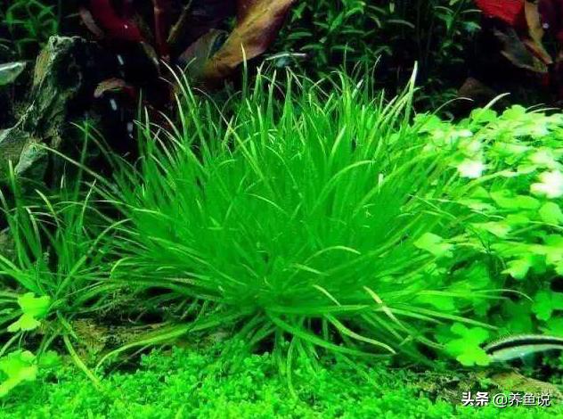 水草缸用什么灯比较好,水草缸用什么灯合适