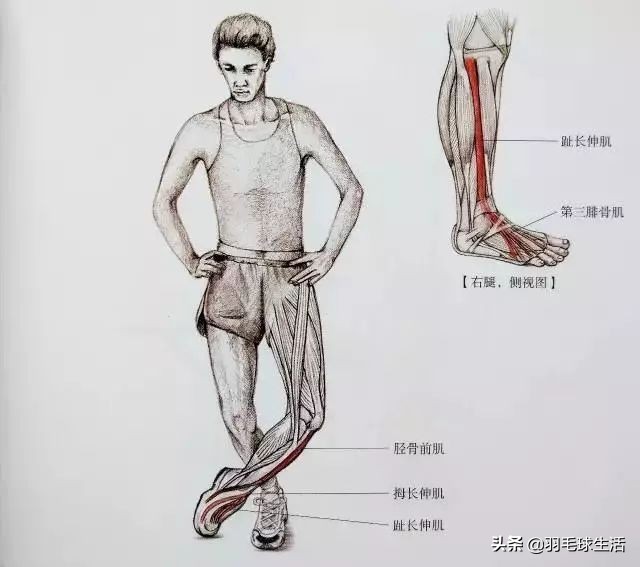 打羽毛球防止腿变粗,打羽毛球前后拉伸动作防止腿变粗
