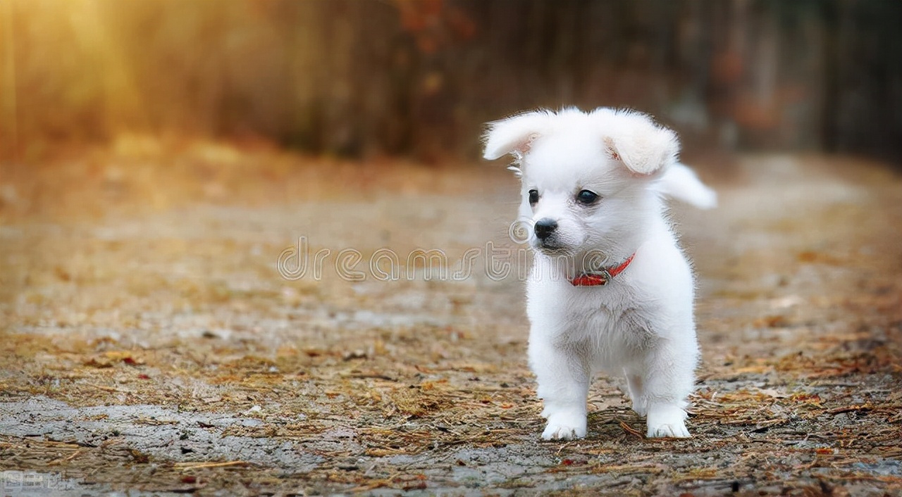 养宠知识宠物狗泪痕怎么处理掉,养宠经验狗狗受伤怎么处理伤口