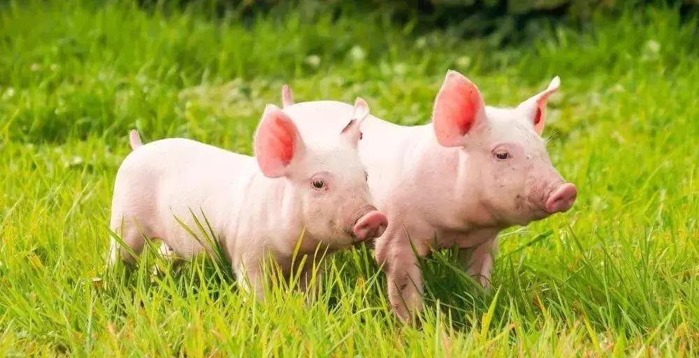 猪为什么会被列为十二生肖,为什么猪是十二生肖的最后一个