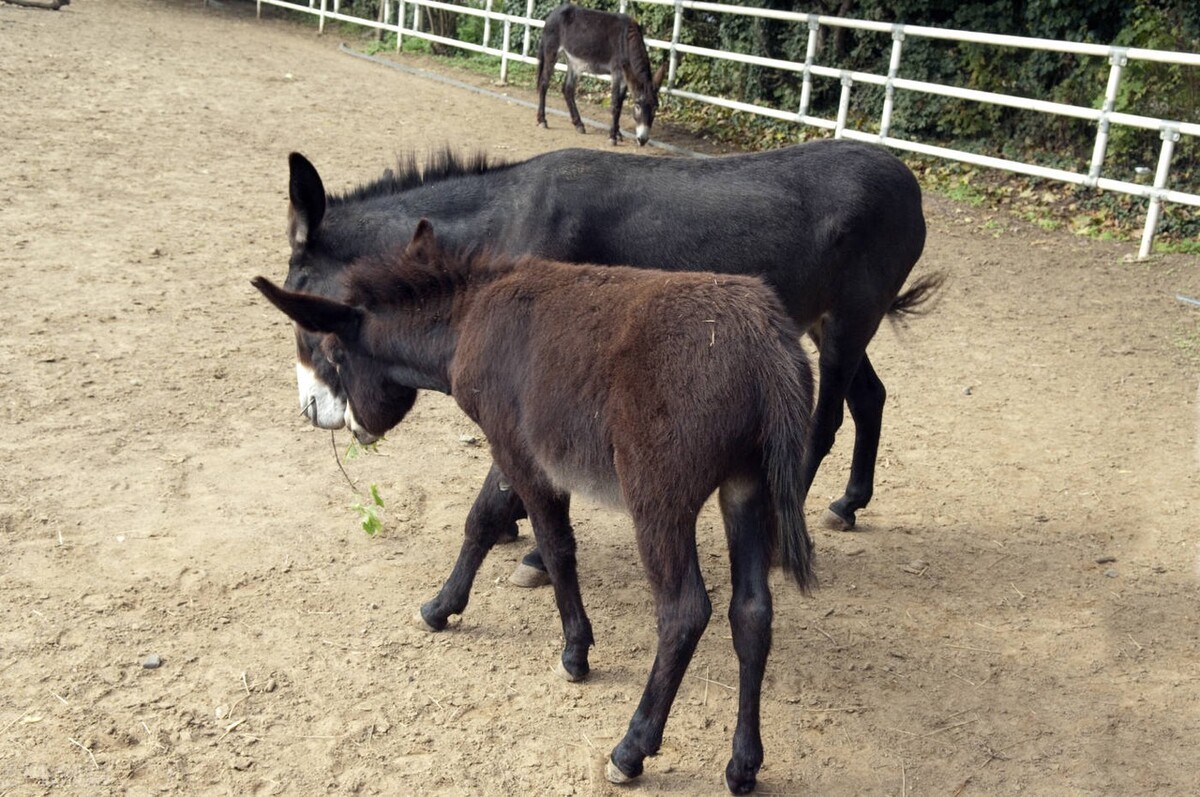 农村为什么都养驴不养马,农村为什么基本养驴而不养马