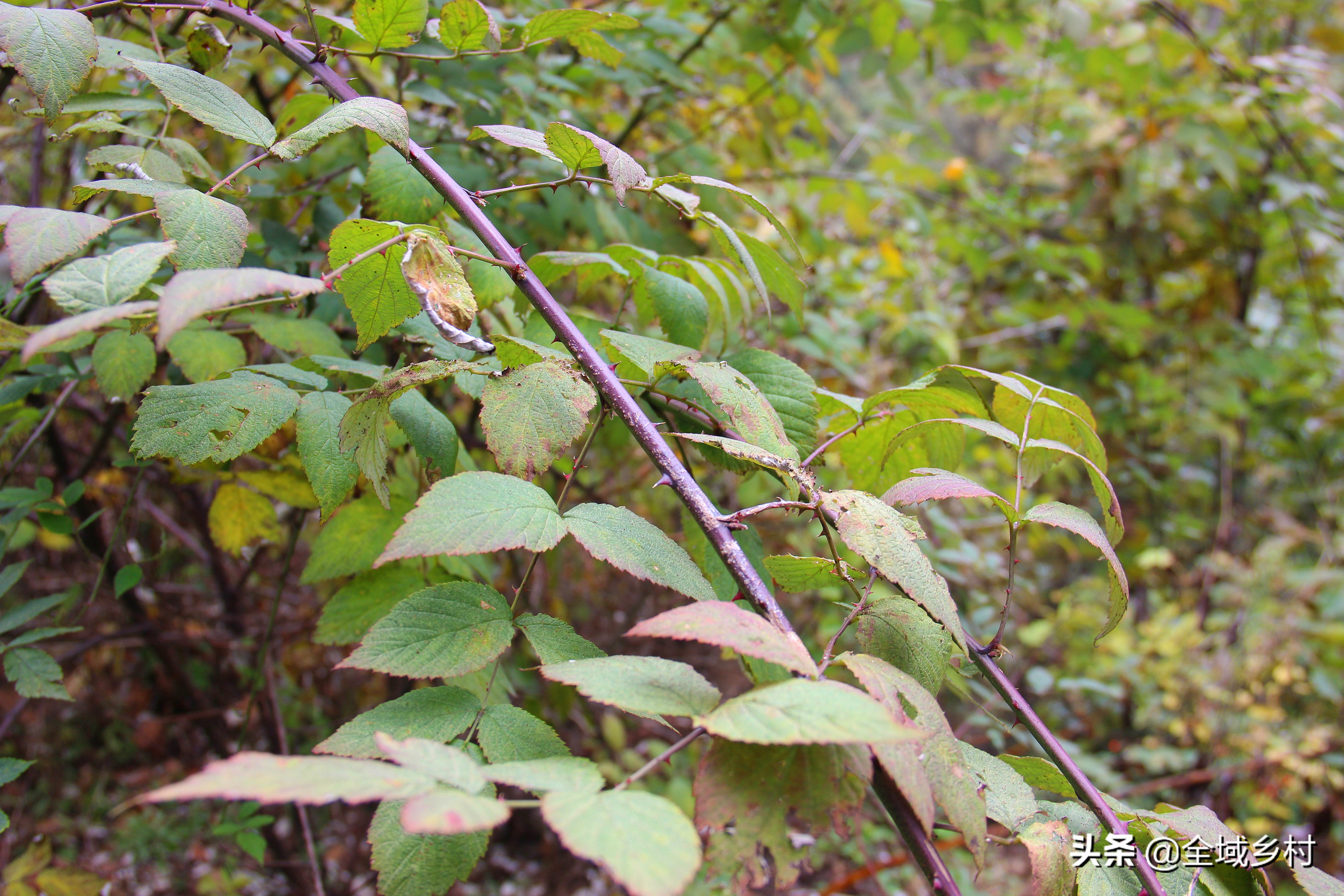 密云深山自驾游最佳路线,深山的一条天路