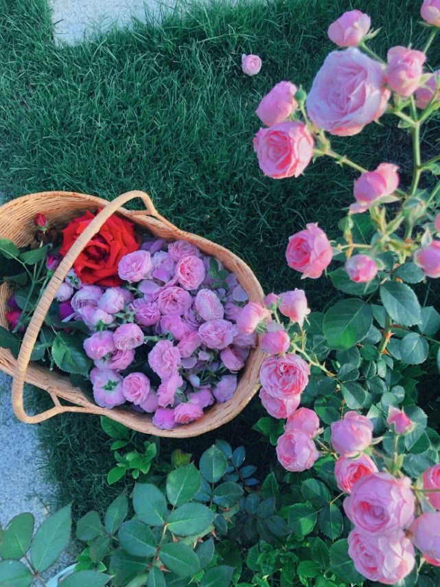 张馨予敷面膜徒手摘花，不惧被吐槽作秀，分享生活感悟满满正能量