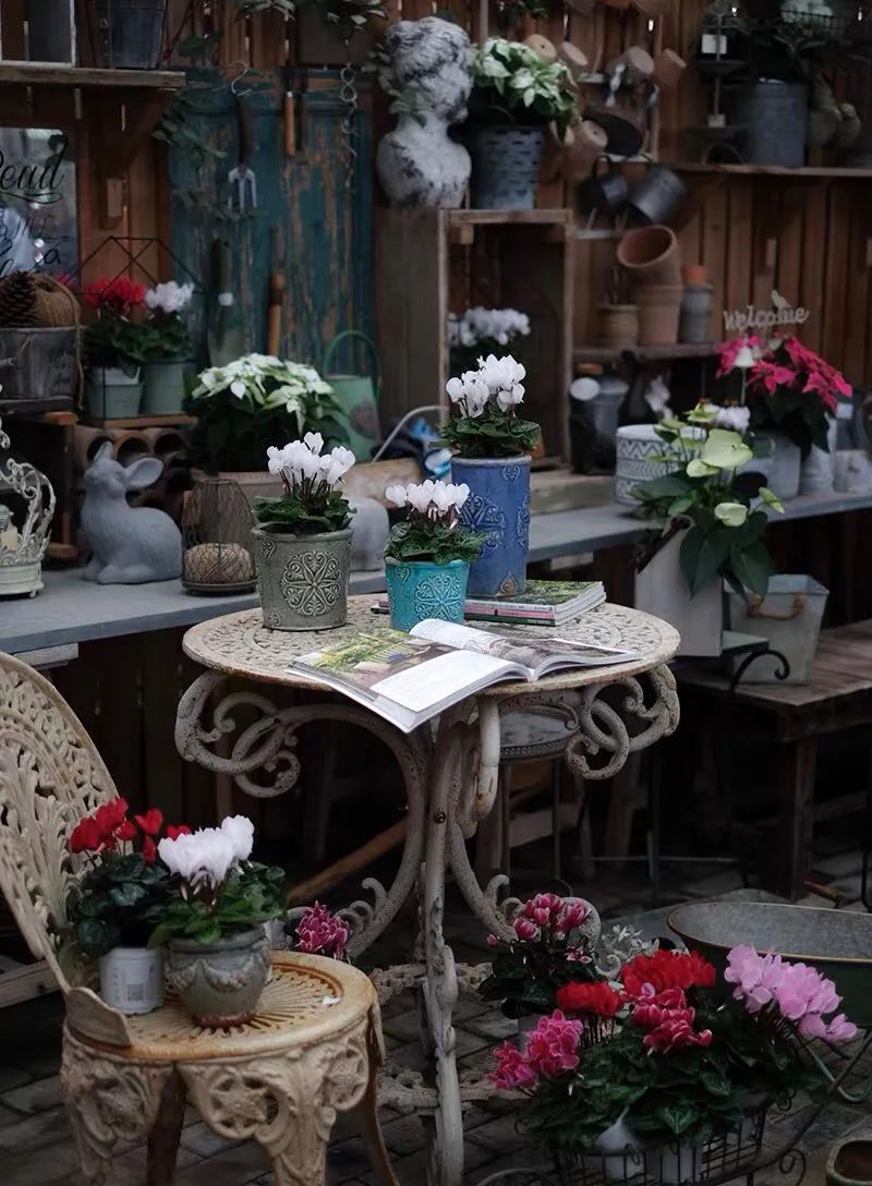 养仙客来注意事项,怎样才能让仙客来叶绿花红