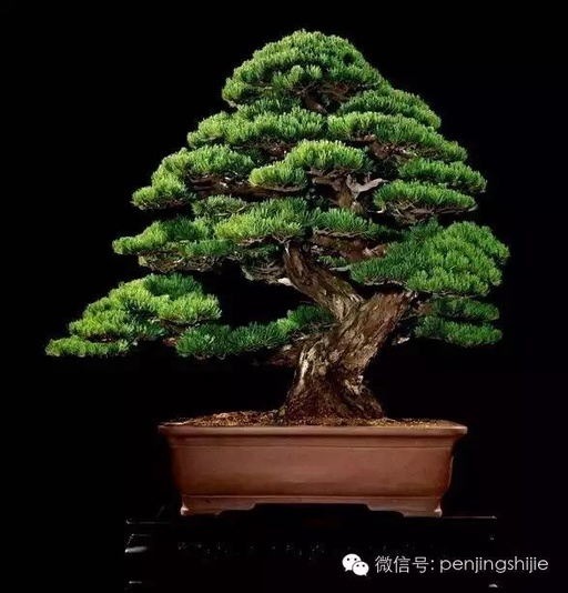 世界十大花卉排行榜名单,世界十大名贵花草