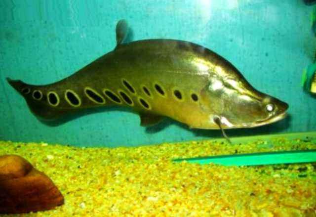 陶瓷环细菌球可以直接放鱼缸里吗,细菌屋陶瓷环直接放鱼缸里可以吗