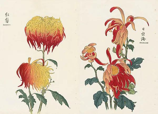 喜欢菊花有啥说法吗,喜欢菊花的人多吗