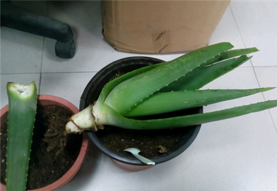 芦荟越来越干瘪如何挽救,芦荟瘪了咋办
