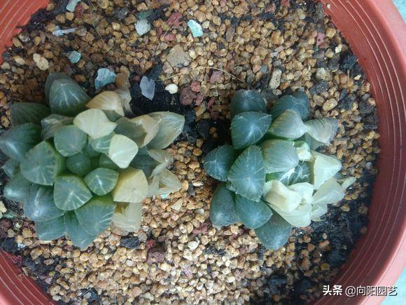 水晶玉露徒长干瘪,已经徒长和干瘪的玉露