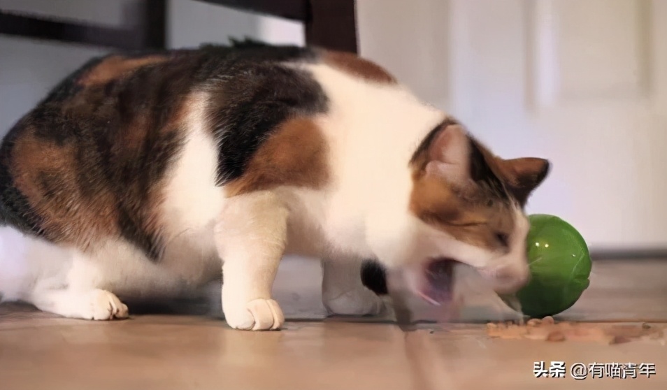 猫咪绿萝中毒会死吗,家里的绿萝在养猫之后死完了