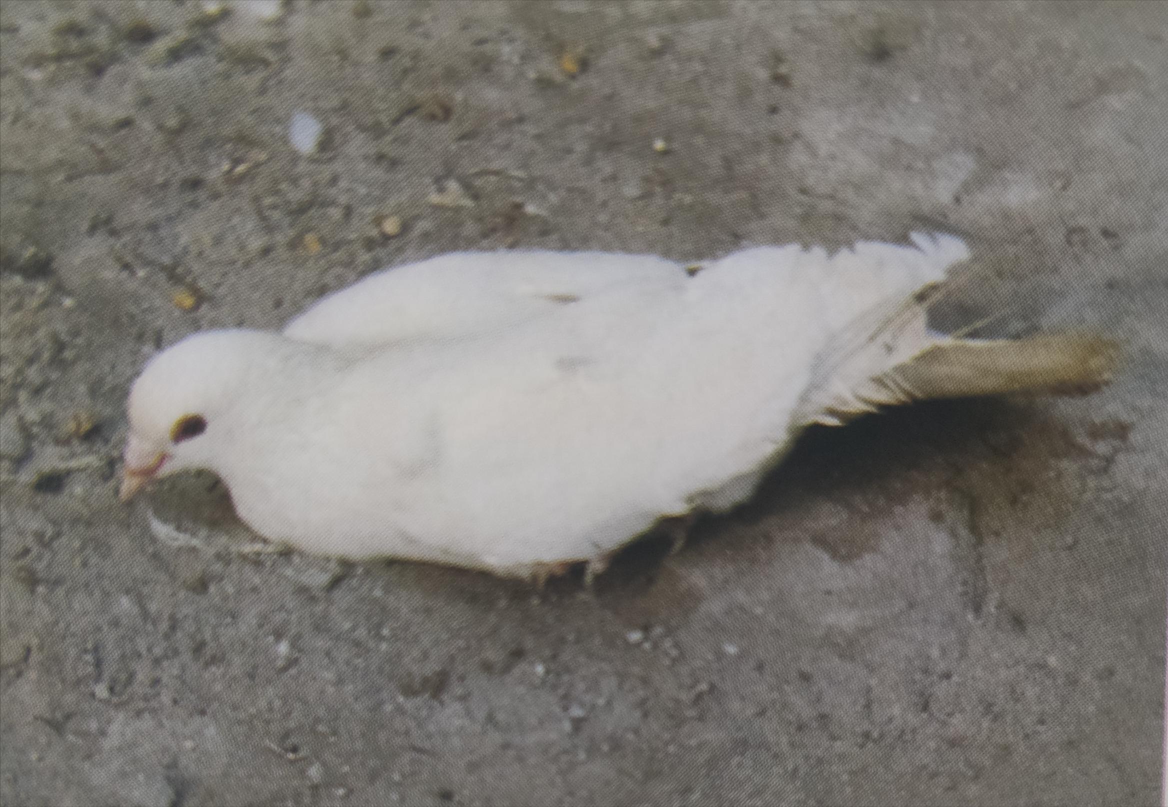 赛鸽紫胸怎么回事,赛鸽张嘴呼吸气喘怎么回事