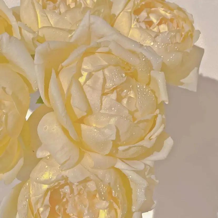 “浪漫黄玫瑰背景：玫瑰配你才浪漫，电影和你才好看”