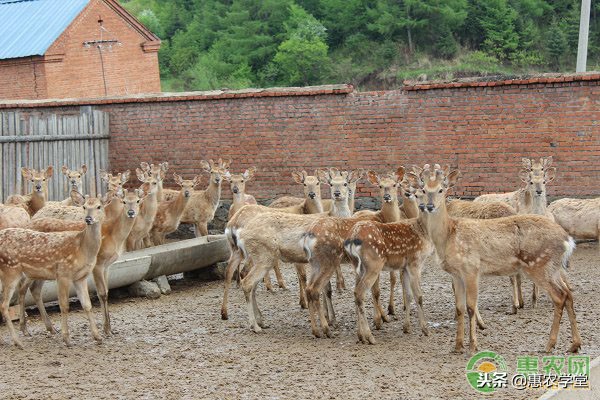鹿茸的产量与功效,提高鹿茸产量的方法有哪些
