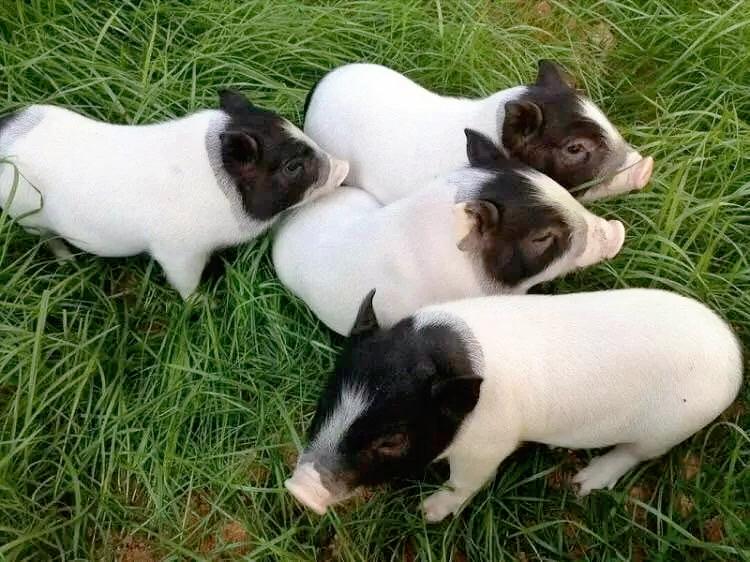 广西美食各种粉,广西美食图鉴