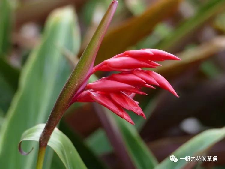 紫背竹芋卧花竹芋,紫背竹芋图片和名称