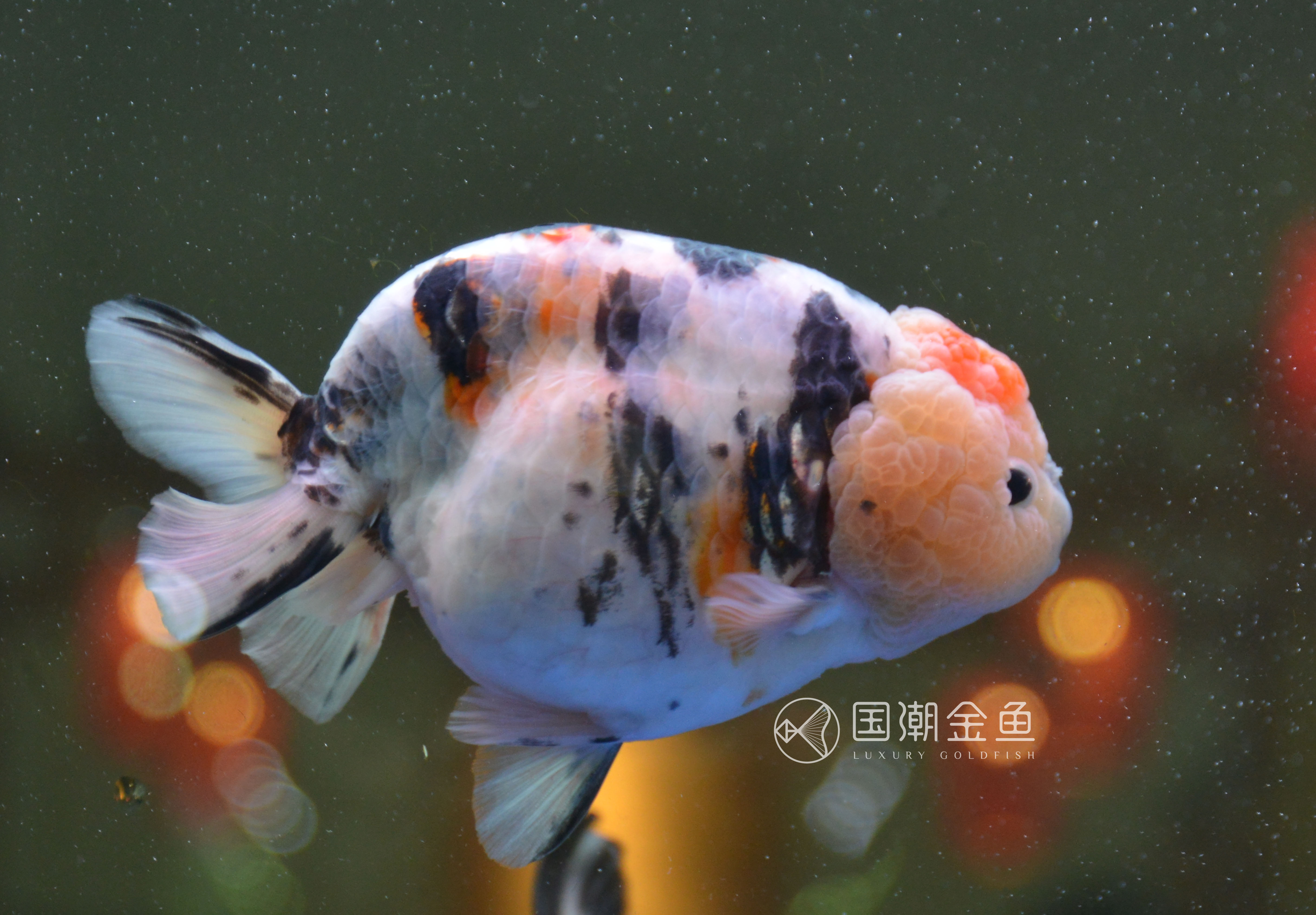 家养金鱼怎么死亡率少,自家养鱼金鱼好养吗