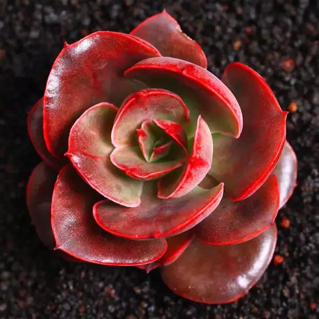 推荐轻松玩转100种常见多肉植物,700种多肉植物图鉴pdf百度云