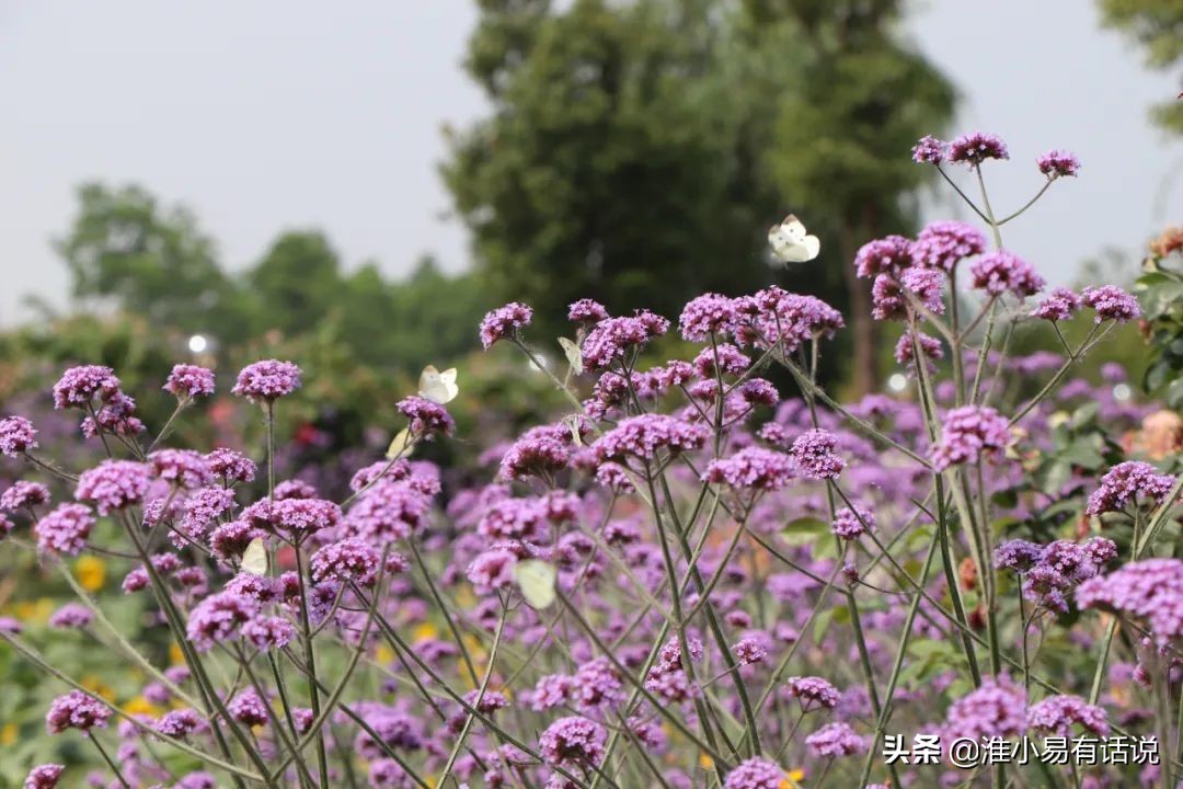 你想要的福利：快乐宝地，美丽倾心！这个便宜你占不占？