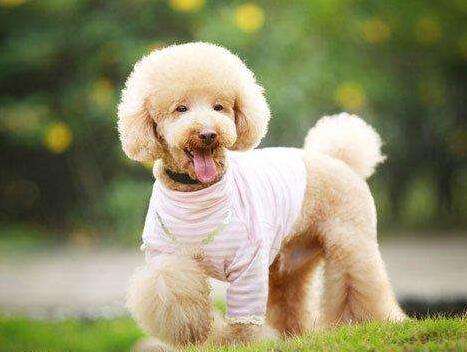 泰迪犬训练教学,泰迪犬初步训练