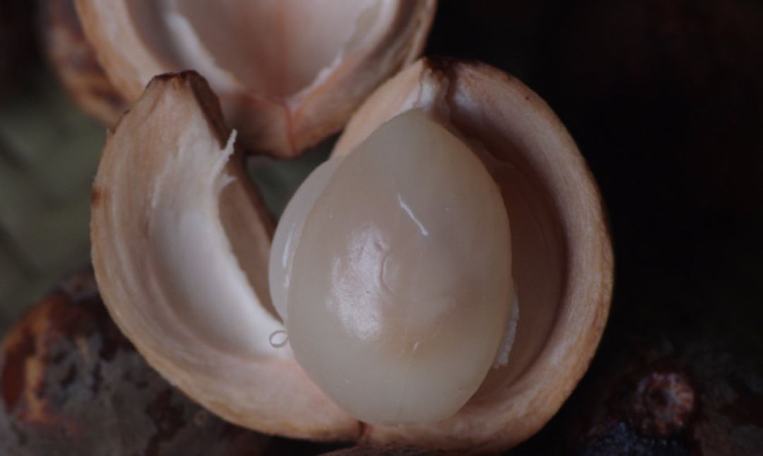 真的是活久见!长成这样居然能吃?