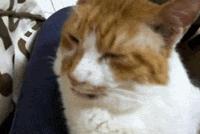 猫感冒会传染其他猫吗,猫感冒了有哪几种表现